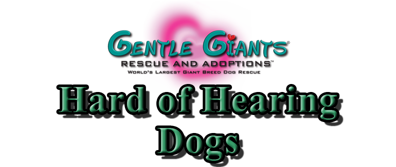 Hard of Hearing Dogs at Gentle Giants Rescue and Adoptions
